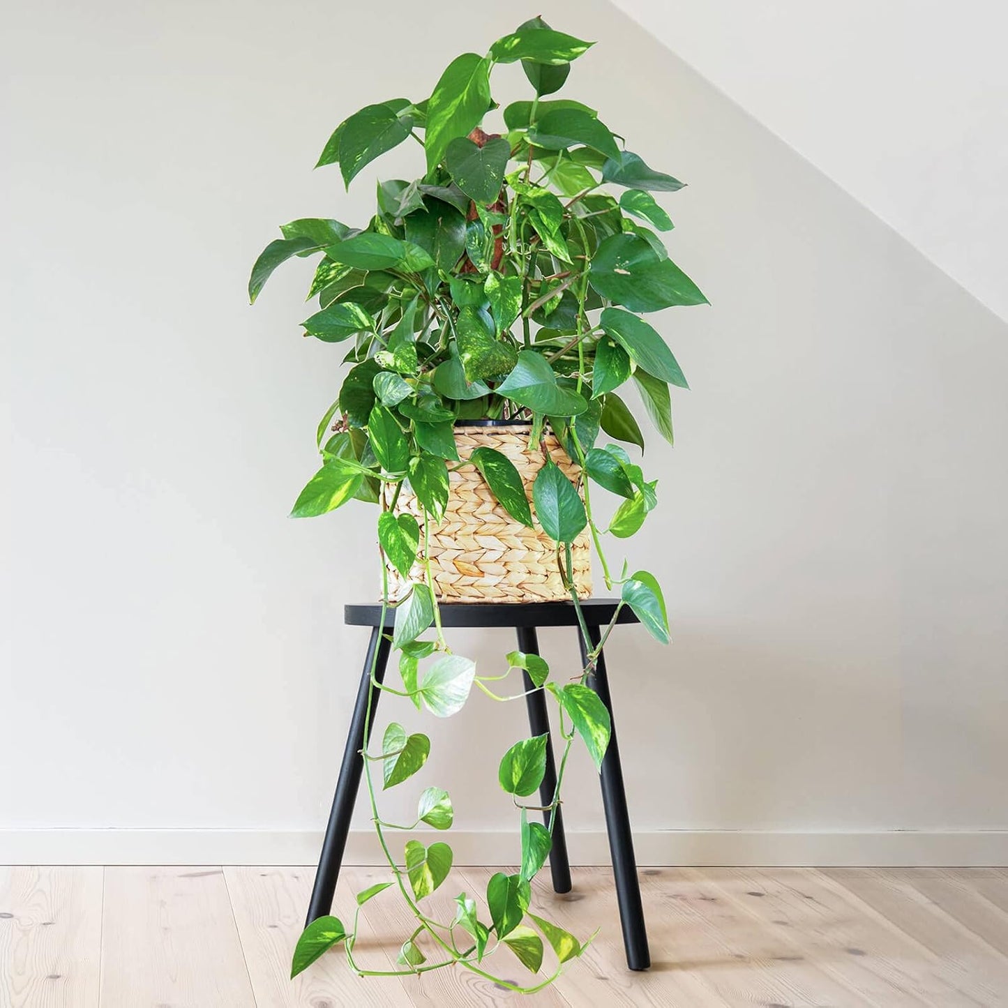 Indoor Plant Stand, Mid Century Wood Plant Stand Tall Plant Table for Flower Pots, Small round Side Table, End Table, Modern Home Décor - Black (Planter Not Included)